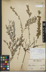 Foto von Salix repens L.